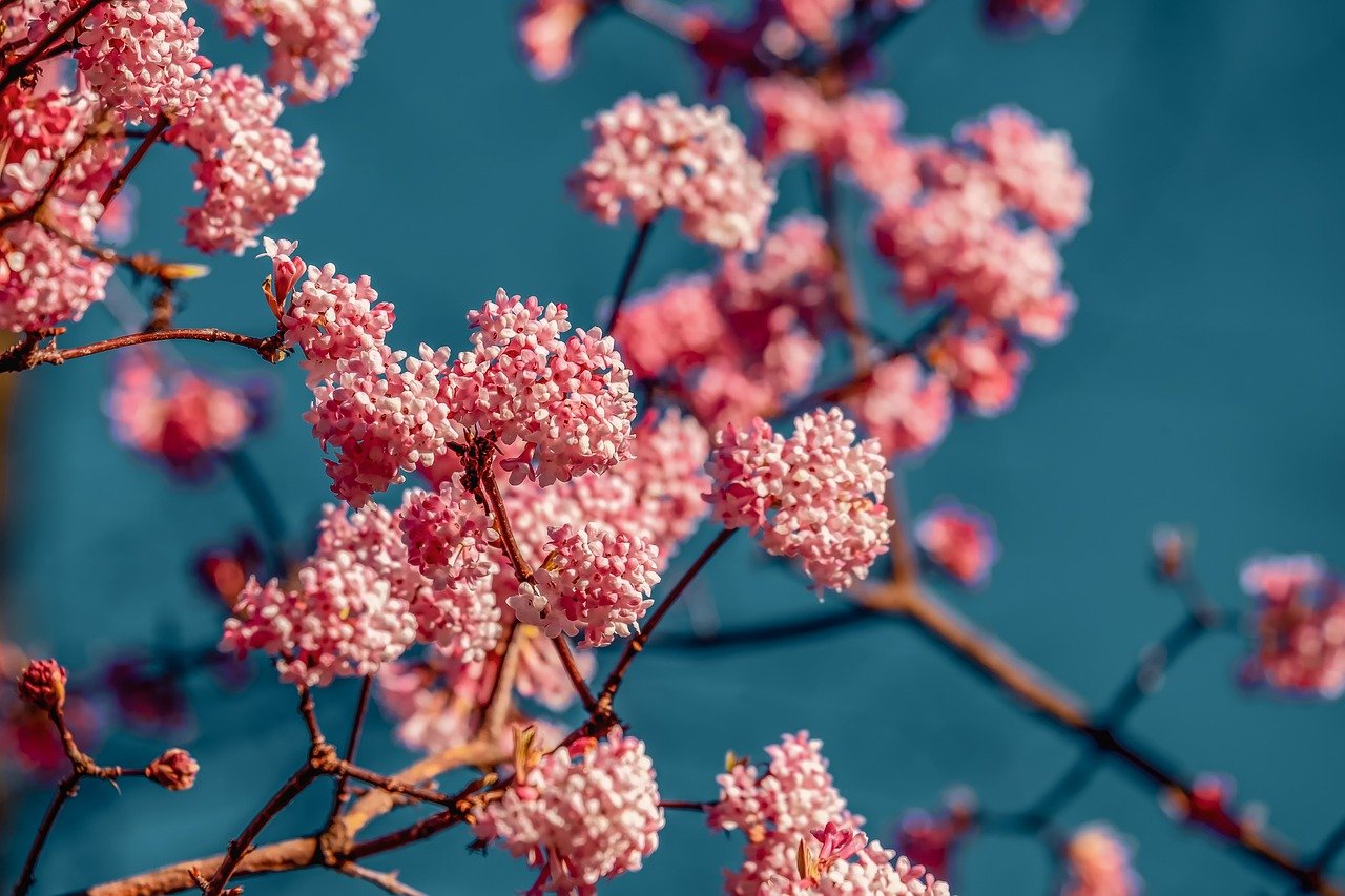 shrubs-meaning-in-kannada-kannada-translation